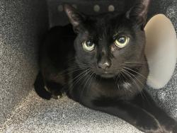 Shelter Stray Male Cat last seen Van Cortlandt Park by 261st and Broadway, BRONX, NY, 10471, 326 E 110th St, New York, NY 10029, USA