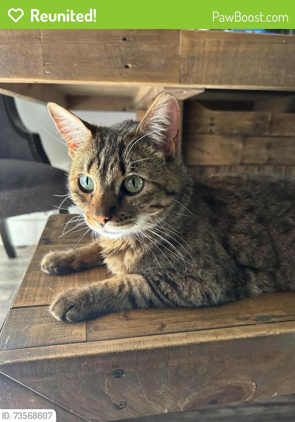 Reunited Female Cat last seen Marin Napa High, Napa, CA 94558