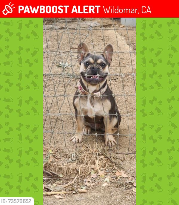 Lost Female Dog last seen Wildomar trail, hills behind cornerstone church, Wildomar, CA 92595