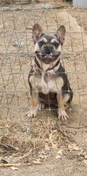 Lost Female Dog last seen Wildomar trail, hills behind cornerstone church, Wildomar, CA 92595