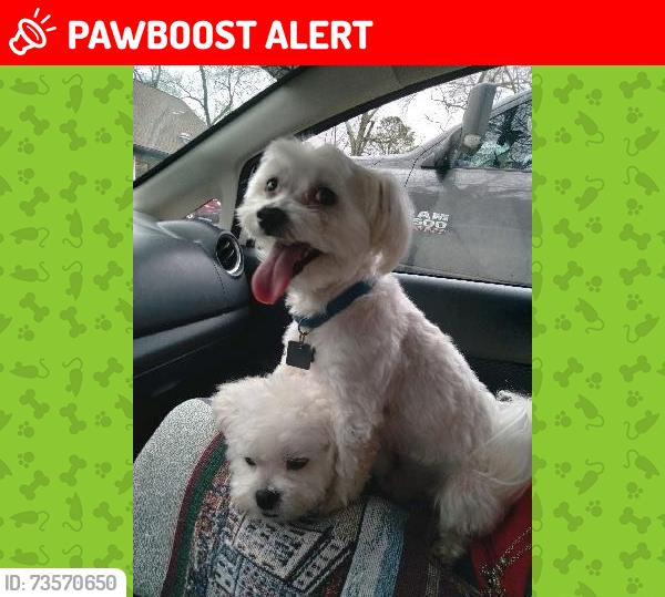 Lost Male Dog last seen Hill Street and N Carolina, Batesburg-Leesville, SC 29006