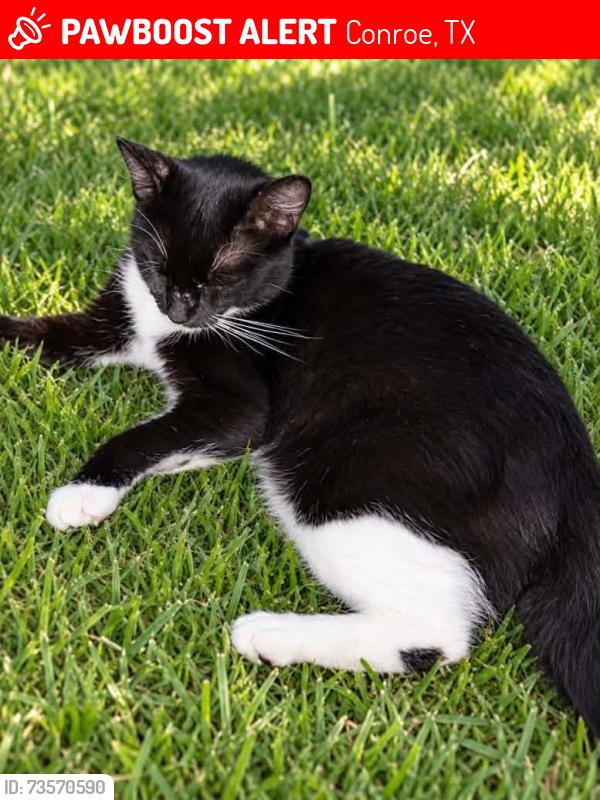 Lost Female Cat last seen Chateau Woods Parkway & Songwood, Conroe, TX 77385