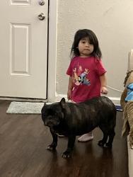 Lost Female Dog last seen Scyne rd and pleasant dr, Dallas, TX 75227