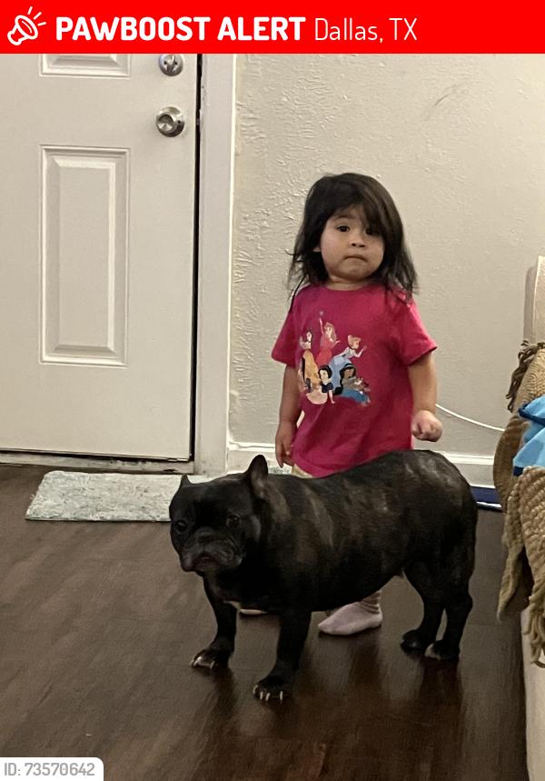 Lost Female Dog last seen Scyne rd and pleasant dr, Dallas, TX 75227