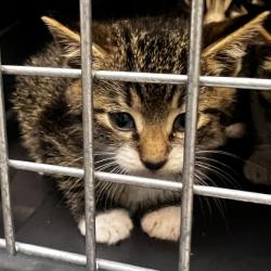 Shelter Stray Male Cat last seen , 1244 N Delsea Dr, Vineland, NJ 08360, USA