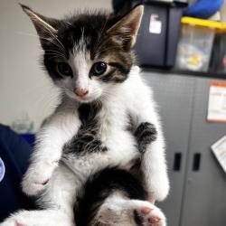 Shelter Stray Male Cat last seen , 1244 N Delsea Dr, Vineland, NJ 08360, USA