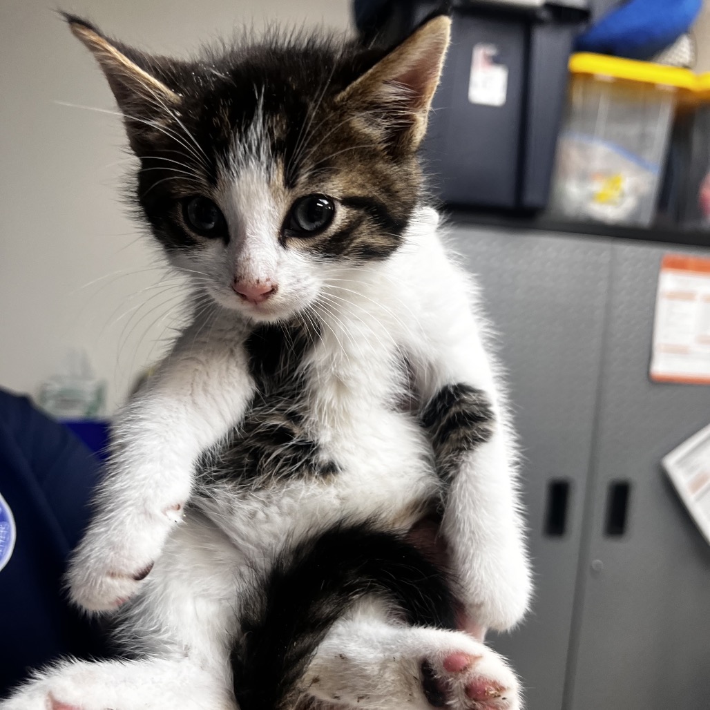 Shelter Stray Male Cat last seen , 1244 N Delsea Dr, Vineland, NJ 08360, USA