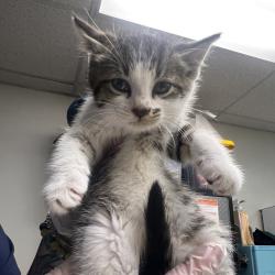 Shelter Stray Female Cat last seen , 1244 N Delsea Dr, Vineland, NJ 08360, USA