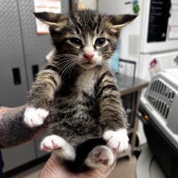 Shelter Stray Male Cat last seen , 1244 N Delsea Dr, Vineland, NJ 08360, USA