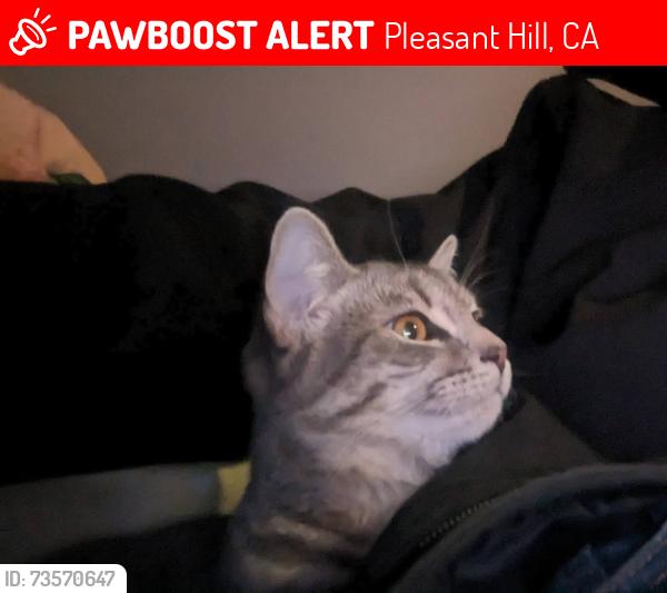 Lost Female Cat last seen intersection of Greenock Lane and Gail, Pleasant Hill, CA 94523