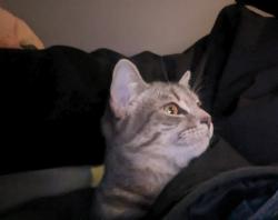 Lost Female Cat last seen intersection of Greenock Lane and Gail, Pleasant Hill, CA 94523