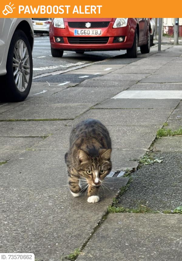 Found/Stray Unknown Cat last seen L6, Merseyside, England 