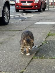 Found/Stray Unknown Cat last seen L6, Merseyside, England 