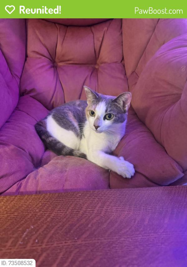 Reunited Female Cat last seen Near my hse, 684 Honeysuckle RD, Gainesville, GA 30501