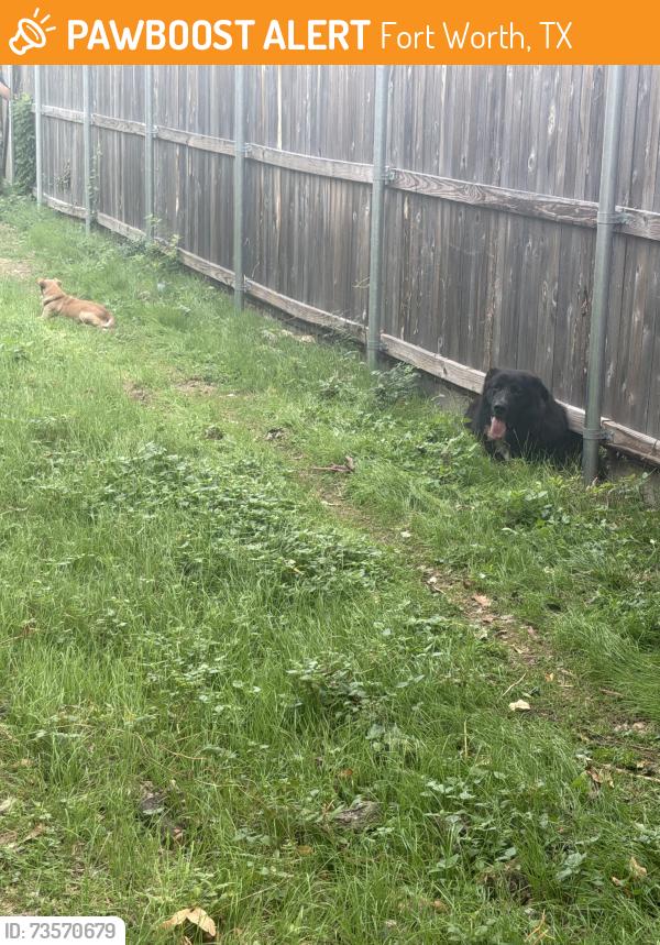 Found/Stray Male Dog last seen Washington Ave and college ave, Fort Worth, TX 76104