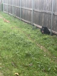 Found/Stray Male Dog last seen Washington Ave and college ave, Fort Worth, TX 76104