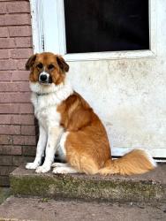 Reunited Female Dog last seen Jefferson roundabout, Dallas, TX 75211
