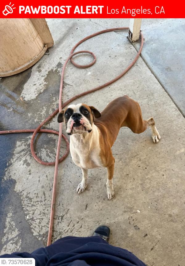 Lost Male Dog last seen Glenoaks and Van Nuys, Los Angeles, CA 91331
