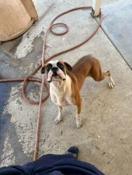 Lost Male Dog last seen Glenoaks and Van Nuys, Los Angeles, CA 91331