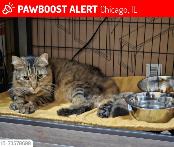 Lost Male Cat last seen Near S Sawyer Ave, Chicago, IL 60629