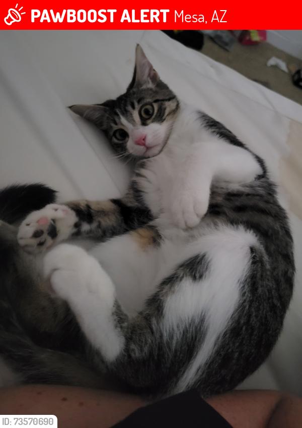 Lost Female Cat last seen Signal Butte and Guadalupe, Mesa, AZ 85209