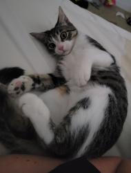 Lost Female Cat last seen Signal Butte and Guadalupe, Mesa, AZ 85209