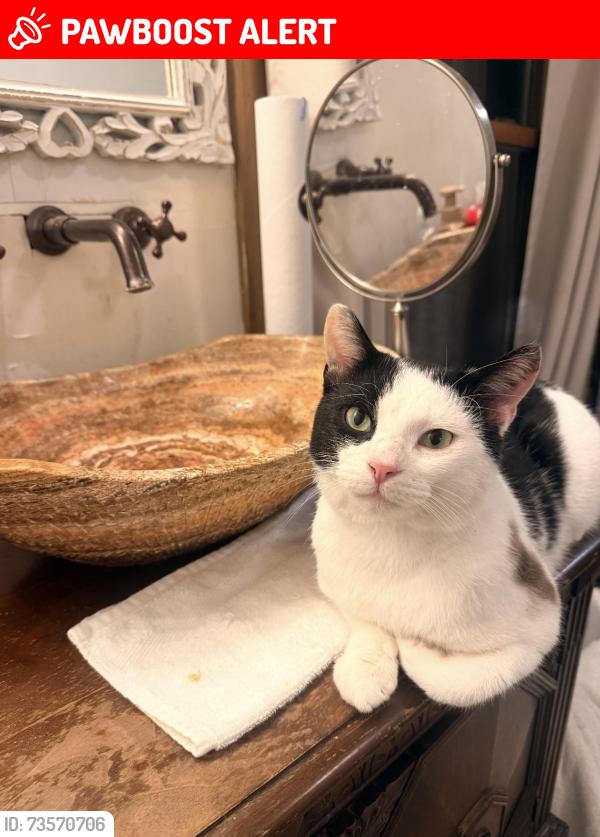 Lost Male Cat last seen Near Low Gap Road, Benton Township, IN 47468