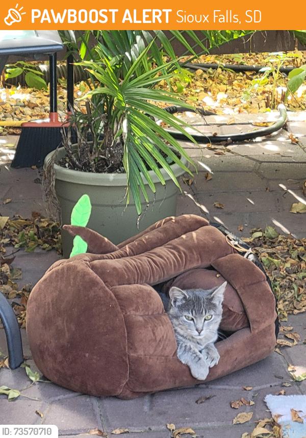 Found/Stray Male Cat last seen Avondale CT, Sioux Falls, SD 57110