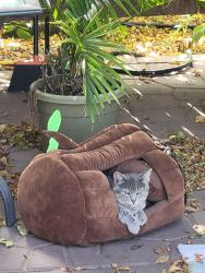 Found/Stray Male Cat last seen Avondale CT, Sioux Falls, SD 57110