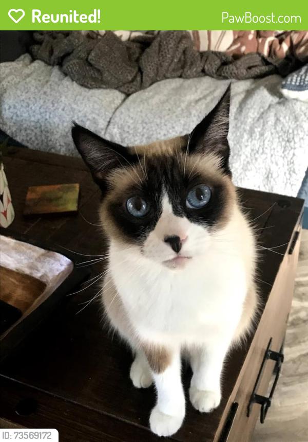Reunited Male Cat last seen Verdugo High School, Los Angeles, CA 91042