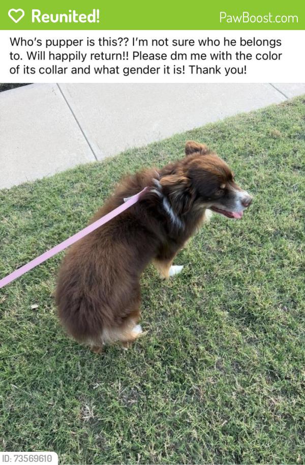 Reunited Unknown Dog last seen Sage meadows, Temple, TX 76502