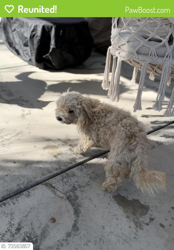 Reunited Male Dog last seen Sylvan and Edward Modesto, CA, Modesto, CA 95350