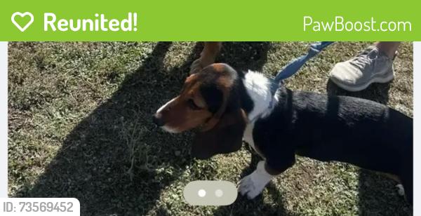 Reunited Female Dog last seen Cromwell and Walnut Hill Lane, Dallas, TX 75229