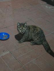 Reunited Female Cat last seen Panama & 236th st., Carson, CA 90745