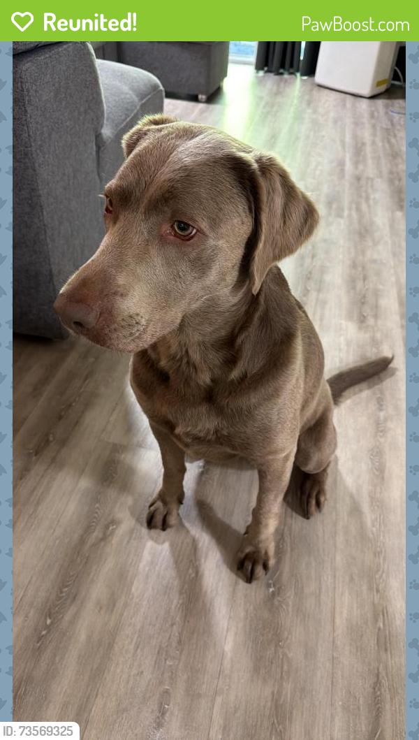 Reunited Female Dog last seen Near st 103 ave, Surrey, BC V3V 5E9