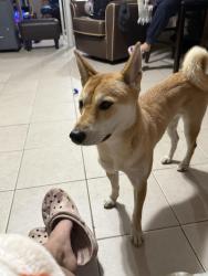 Reunited Female Dog last seen Clarendon rd, Hempstead, NY 11550