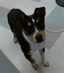 Shelter Stray Male Dog last seen , 2811 SE 29th St, Oklahoma City, OK 73129, USA