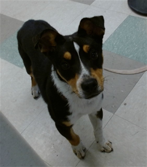 Shelter Stray Male Dog last seen , 2811 SE 29th St, Oklahoma City, OK 73129, USA
