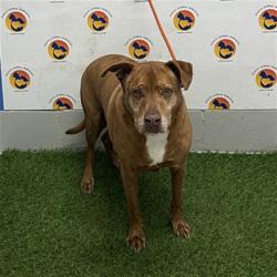 Shelter Stray Male Dog last seen SAN MIGUEL DRIVE AND LITTLE ROAD, 19640 Dogpatch Ln, Land O' Lakes, FL 34638, USA