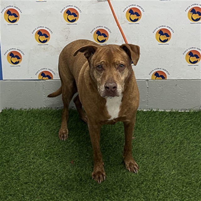 Shelter Stray Male Dog last seen SAN MIGUEL DRIVE AND LITTLE ROAD, 19640 Dogpatch Ln, Land O' Lakes, FL 34638, USA