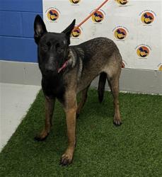 Shelter Stray Female Dog last seen JARVIS / SCHOOL (LACOOCHEE), 19640 Dogpatch Ln, Land O' Lakes, FL 34638, USA
