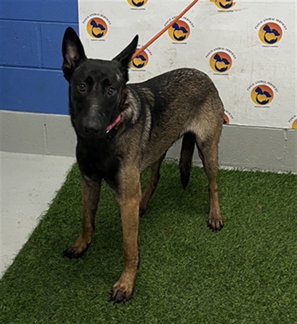 Shelter Stray Female Dog last seen JARVIS / SCHOOL (LACOOCHEE), 19640 Dogpatch Ln, Land O' Lakes, FL 34638, USA