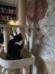 Lost Female Cat last seen Near Marsland Road (not on), Greater Manchester, England M33 3WD