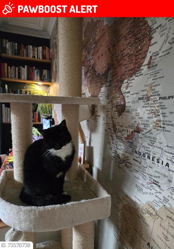 Lost Female Cat last seen Near Marsland Road (not on), Greater Manchester, England M33 3WD