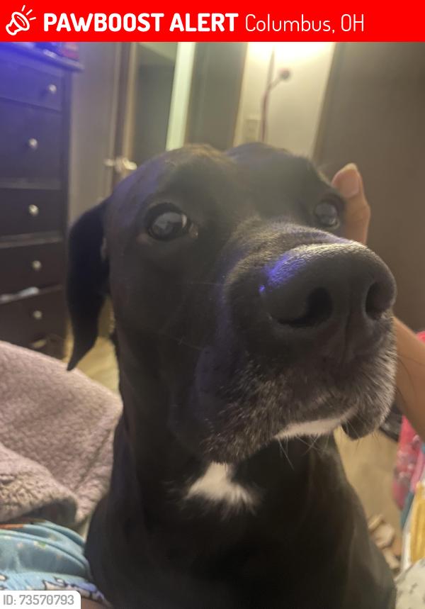 Lost Male Dog last seen Cleveland ave, Columbus, OH 43211