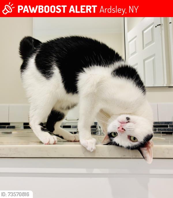 Lost Male Cat last seen High Street and Riverview Avenue, Ardsley, NY 10502
