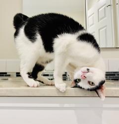 Lost Male Cat last seen High Street and Riverview Avenue, Ardsley, NY 10502