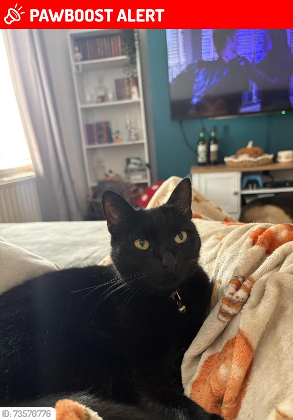 Lost Female Cat last seen Wickes, Barrack Hill, Newport, Wales NP20 5FL