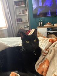 Lost Female Cat last seen Wickes, Barrack Hill, Newport, Wales NP20 5FL