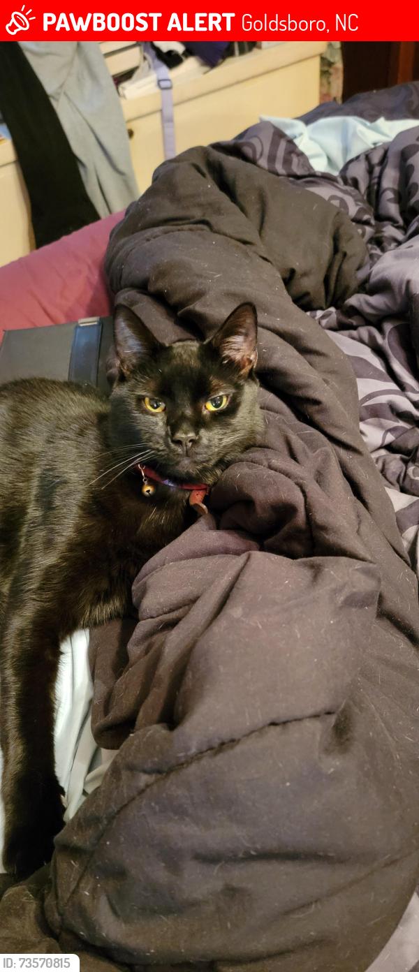 Lost Male Cat last seen Ferry Bridge Rd, Goldsboro, Goldsboro, NC 27530